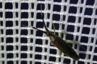 Heterotoma planicornis