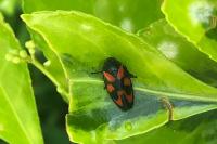 Cercopis vulnerata