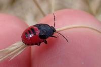 Canthophorus