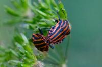 Graphosoma italicum