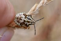 Carpocoris purpureipennis