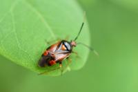 Deraeocoris ruber