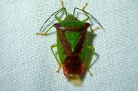 Acanthosoma haemorrhoidale