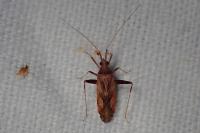 Phytocoris