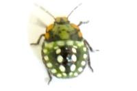 Nezara viridula