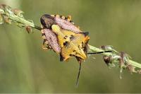 Carpocoris mediterraneus