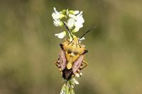 Carpocoris mediterraneus