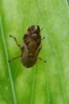 Philaenus spumarius