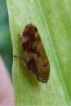 Philaenus spumarius