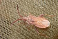 Coriomeris