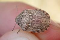 Eurygaster maura