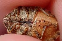 Eurygaster maura