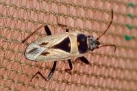 Xanthochilus quadratus