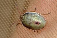 Piezodorus lituratus