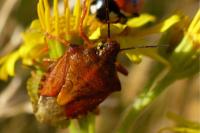 Carpocoris purpureipennis