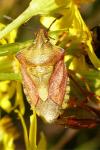 Carpocoris purpureipennis