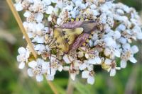 Carpocoris purpureipennis
