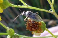 Stictopleurus