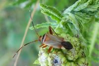 Adelphocoris vandalicus