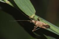 Phytocoris austriacus