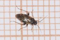 Monosynamma bohemanni