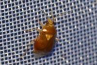 Deraeocoris lutescens