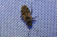 Sphragisticus nebulosus