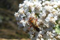 Adelphocoris vandalicus