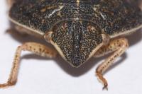 Eurygaster austriaca