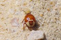Tritomegas sexmaculatus