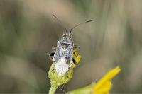 Stictopleurus punctatonervosus