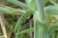 Himacerus mirmicoides
