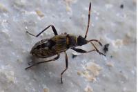 Beosus maritimus