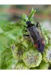 Adelphocoris seticornis