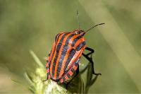 Graphosoma italicum