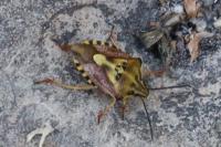 Carpocoris purpureipennis