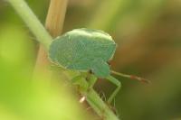 Palomena prasina