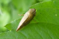 Aphrophora