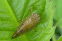 Aphrophora