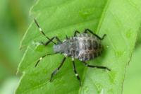 Halyomorpha halys