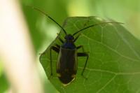 Adelphocoris seticornis