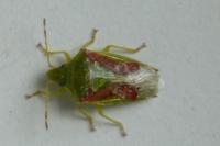 Cyphostethus tristriatus