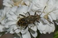 Stictopleurus punctatonervosus