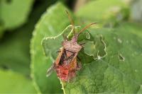 Coreus marginatus