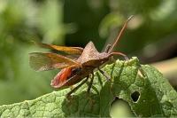 Coreus marginatus