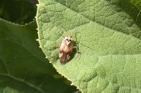 Lygus pratensis