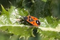 Melanocoryphus albomaculatus