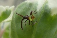 Gonocerus acuteangulatus