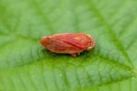Philaenus spumarius