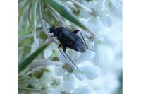 Lepidargyrus ancorifer